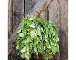 Веник банный орешник